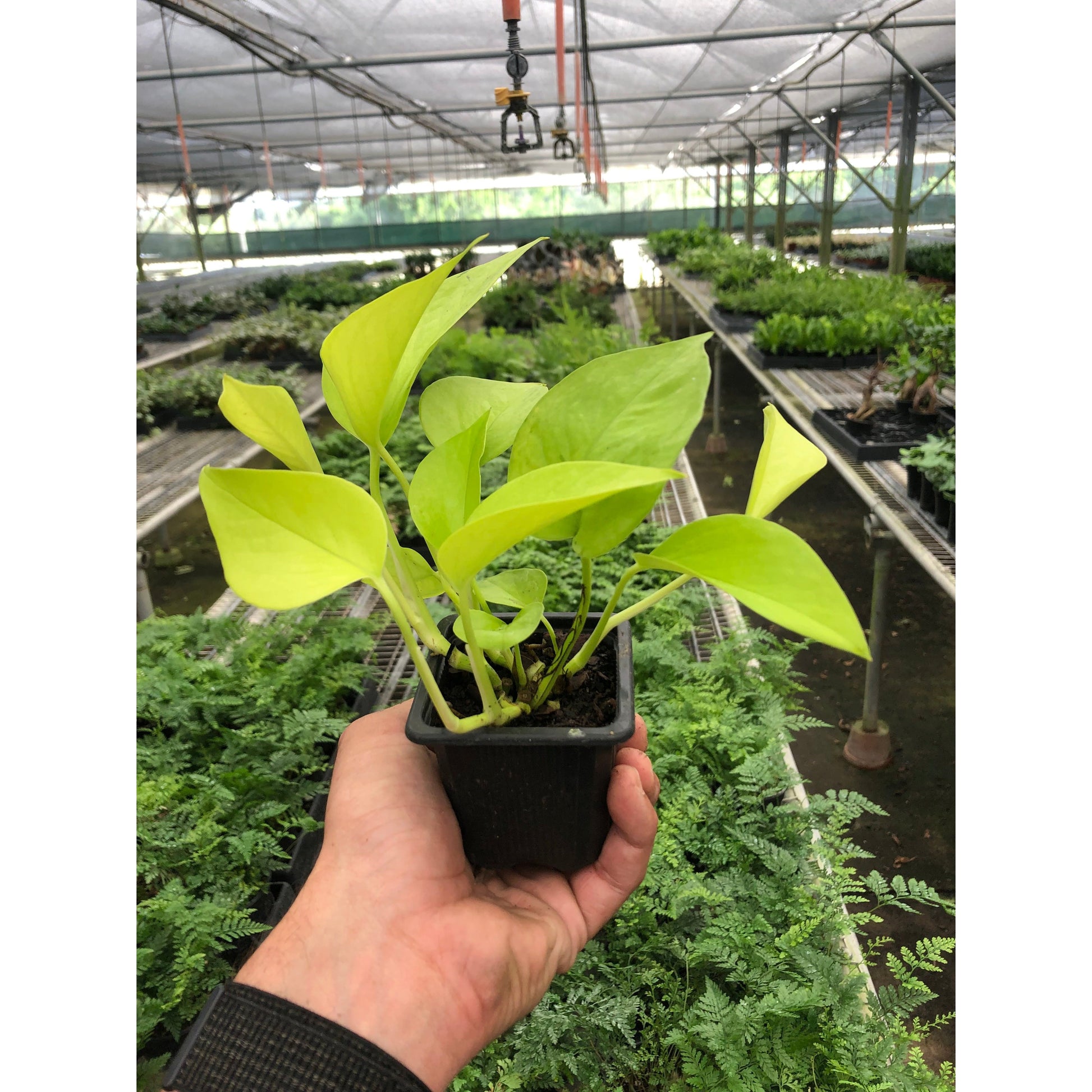 Pothos Neon indoor plant in black nursery pot with bright lime leaves; Rooted Treasures Farms on Tampa Home & Garden Store