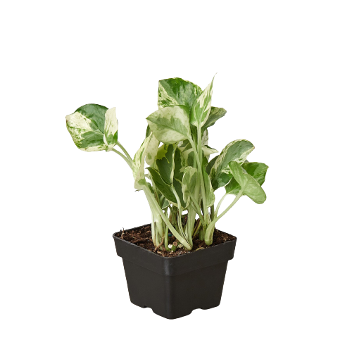 Pothos 'N'joy' indoor plant variegated leaves in black pot Rooted Treasures Farms on Tampa Home & Garden Store
