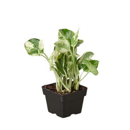 Pothos 'N'joy' indoor plant variegated leaves in black pot Rooted Treasures Farms on Tampa Home & Garden Store