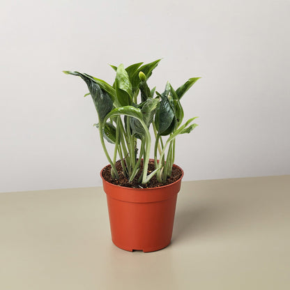 Shangri La pothos houseplant with glossy green leaves and multiple stems in an orange pot on Tampa Home & Garden Store