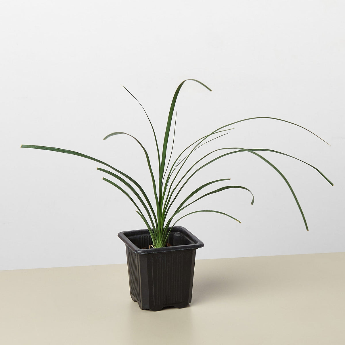 Palm Ponytail indoor plant in black plastic pot with arching leaves on white background on Tampa Home & Garden Store