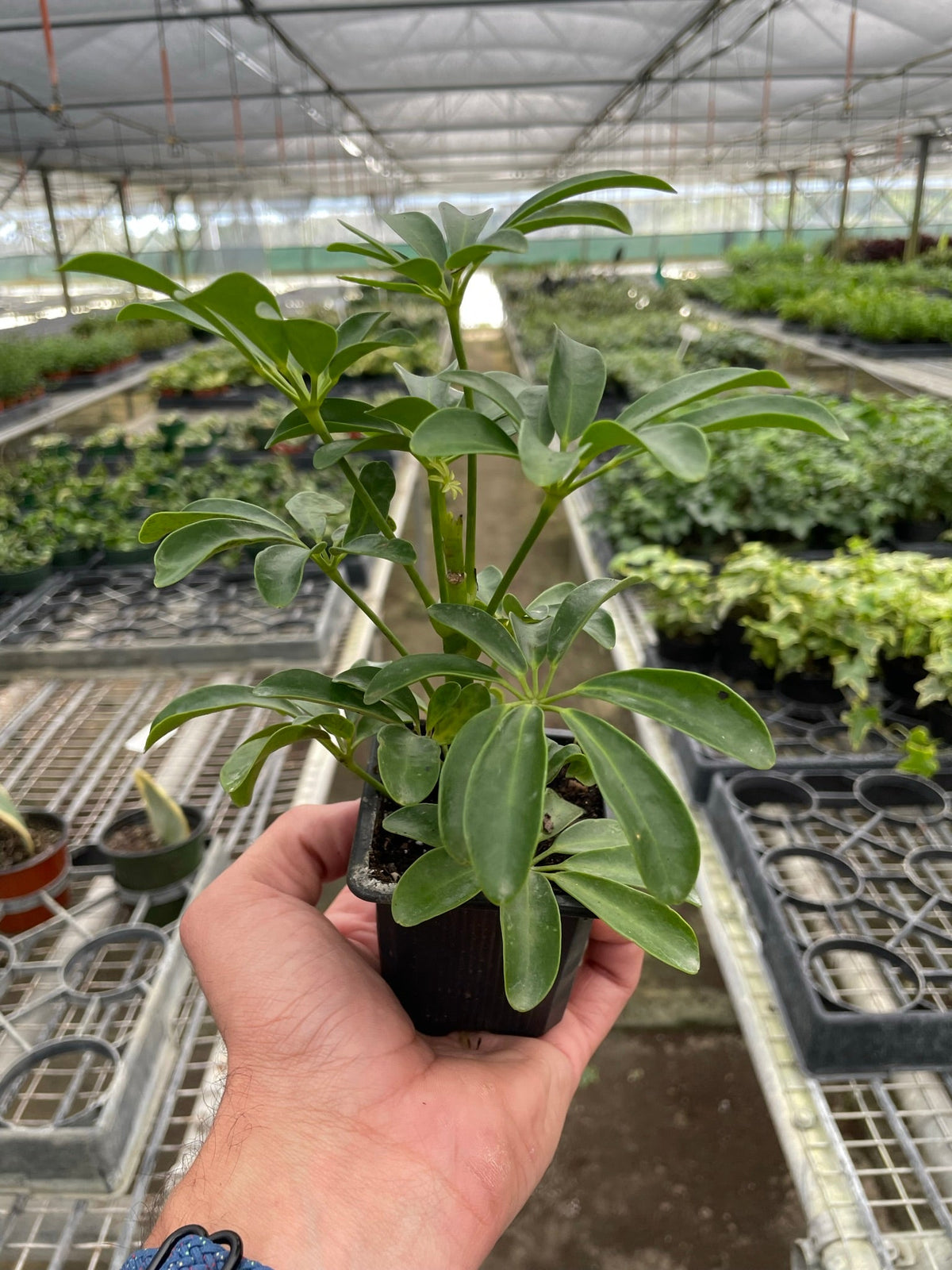 Schefflera Arboricola indoor plant with glossy green leaves in small pot on Tampa Home & Garden Store
