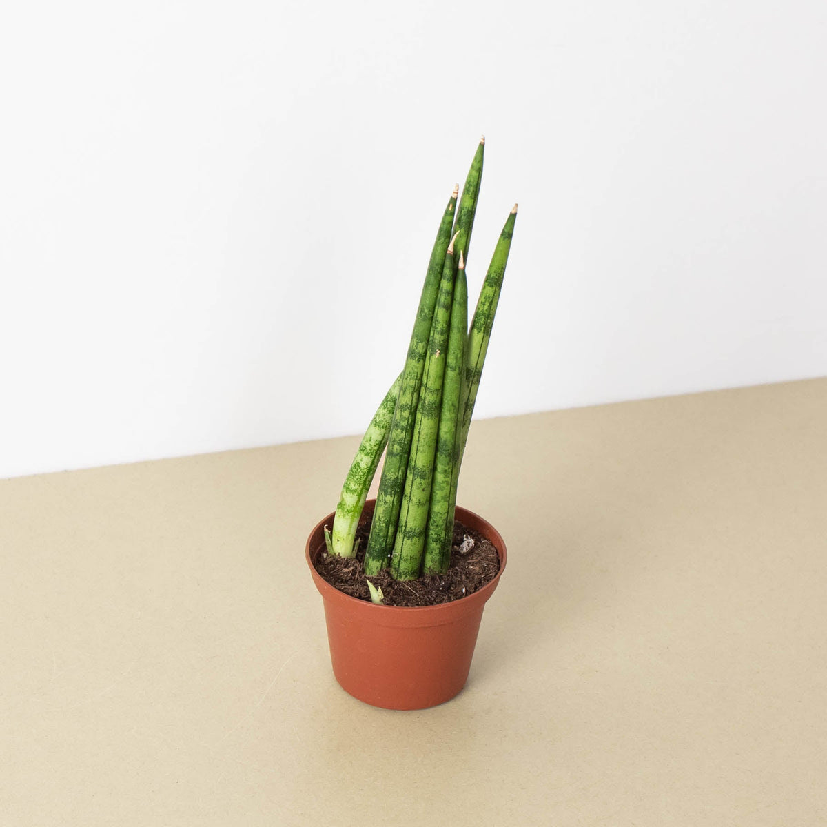 Snake Plant Cylindrica indoor plant with tall cylindrical green leaves in a terracotta pot on Tampa Home & Garden Store