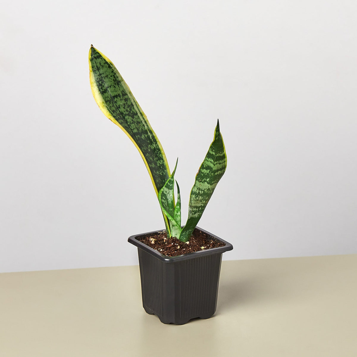 Snake Plant Laurentii indoor plant with green leaves edged in yellow in a black nursery pot on Tampa Home & Garden Store