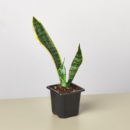 Snake Plant Laurentii indoor plant with green leaves edged in yellow in a black nursery pot on Tampa Home & Garden Store