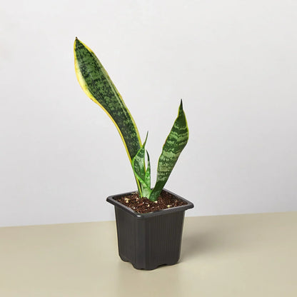Snake Plant Laurentii 4in plant with yellow-edged green leaves in a black plastic pot on Tampa Home & Garden Store