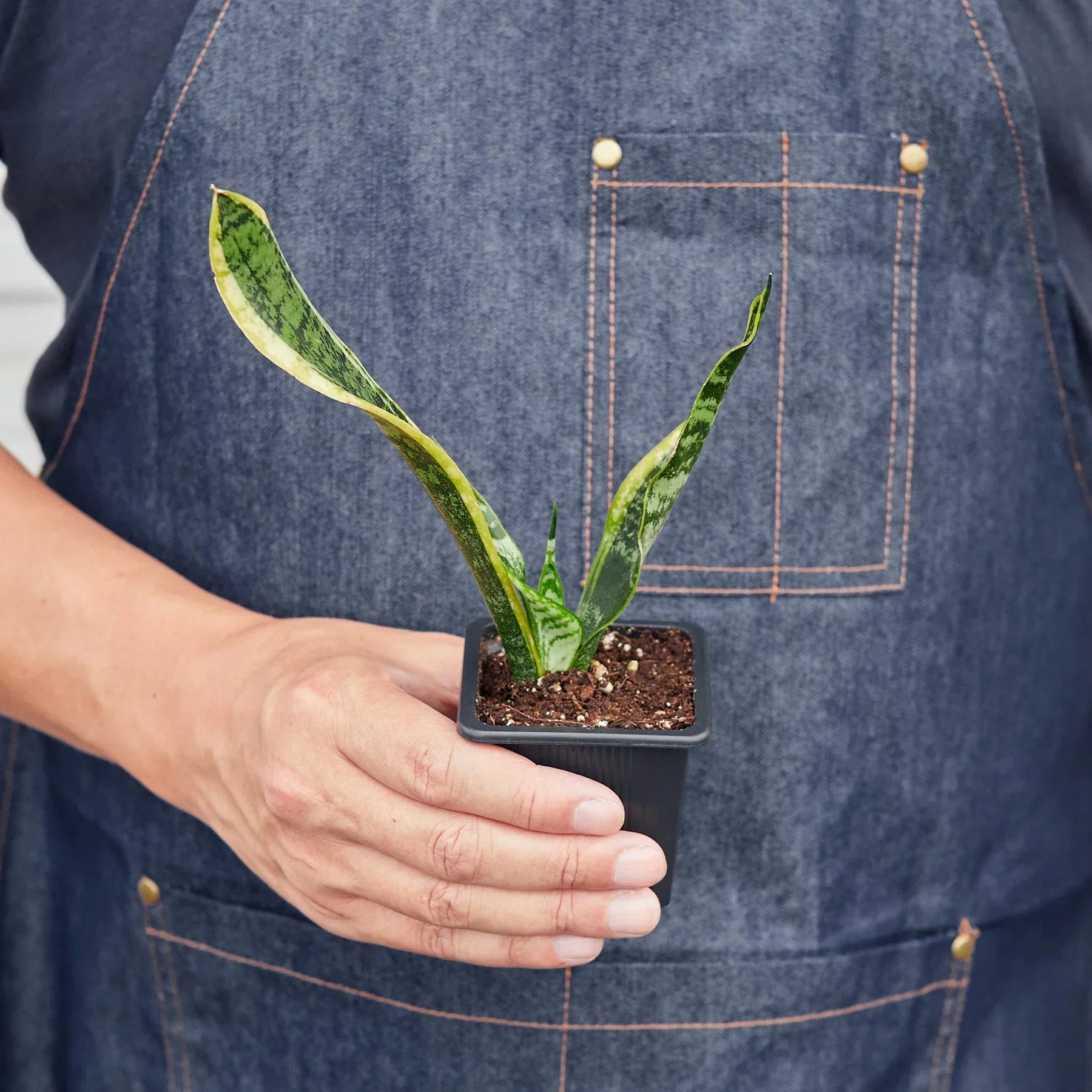 Snake Plant Laurentii 4-inch Plant by Rooted Treasures Farms in square pot on Tampa Home & Garden Store