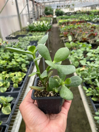 Succulent Crassula Jade plant in small pot with green oval leaves, greenhouse background on Tampa Home & Garden Store