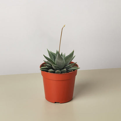 Succulent Haworthia Miami in orange pot with striped fleshy leaves and tall dried flower stalk on Tampa Home & Garden Store