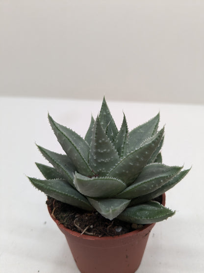 Succulent Haworthia Savanna bluish-green rosettes in small pot Rooted Treasures Farms on Tampa Home & Garden Store
