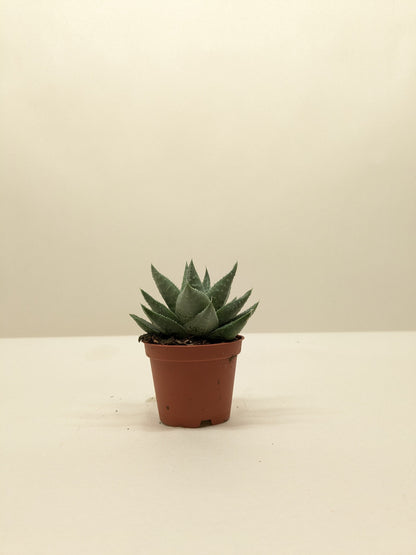 Succulent Haworthia Savanna in terracotta pot, green rosette leaves, Rooted Treasures Farms on Tampa Home & Garden Store