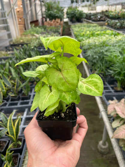 Syngonium Gold indoor plant lime-green variegated leaves Rooted Treasures Farms on Tampa Home & Garden Store