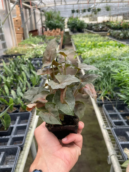 Syngonium Merry 4-inch plant in small pot with green leaves Rooted Treasures Farms on Tampa Home & Garden Store