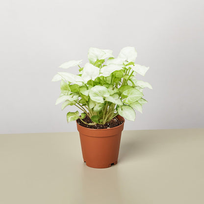 Syngonium Moonshine indoor plant with variegated pale leaves in terracotta pot on Tampa Home & Garden Store