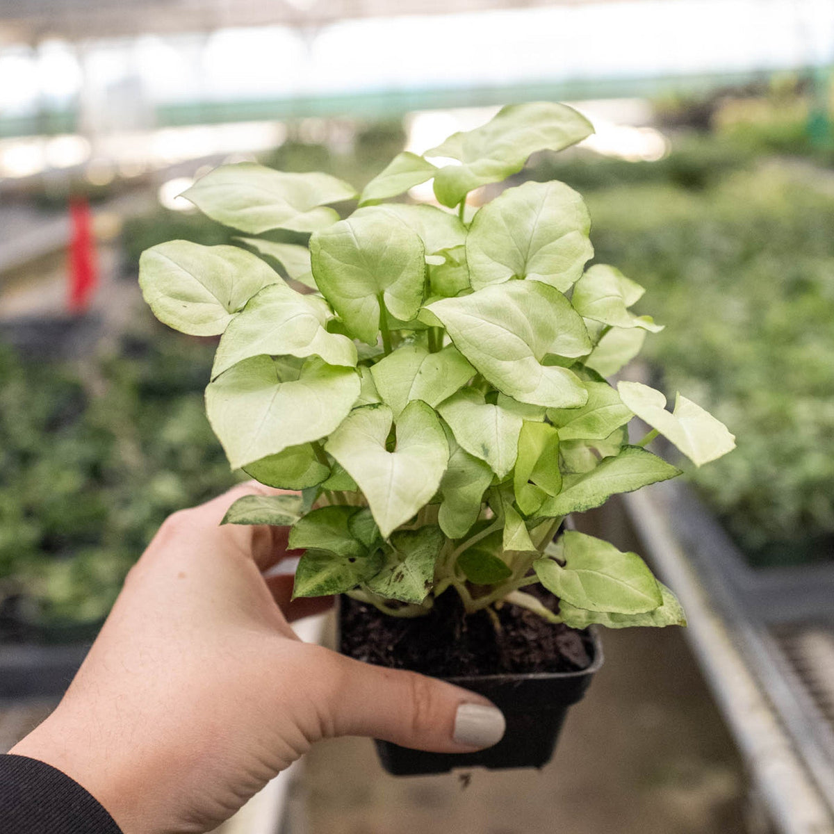 Syngonium Moonshine indoor plant in small black pot with pale lime-green leaves on Tampa Home & Garden Store
