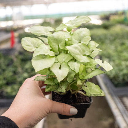 Syngonium Moonshine indoor plant in small black pot with pale lime-green leaves on Tampa Home & Garden Store
