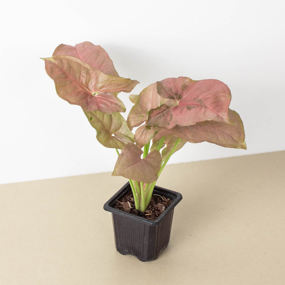 Syngonium Strawberry indoor plant with pink-tinged leaves in a black plastic nursery pot on Tampa Home & Garden Store