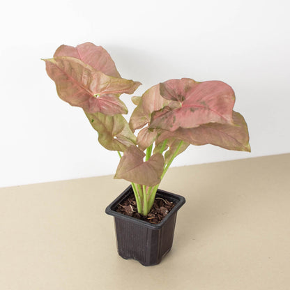 Syngonium Strawberry indoor plant with pink-tinged leaves in a black plastic nursery pot on Tampa Home & Garden Store