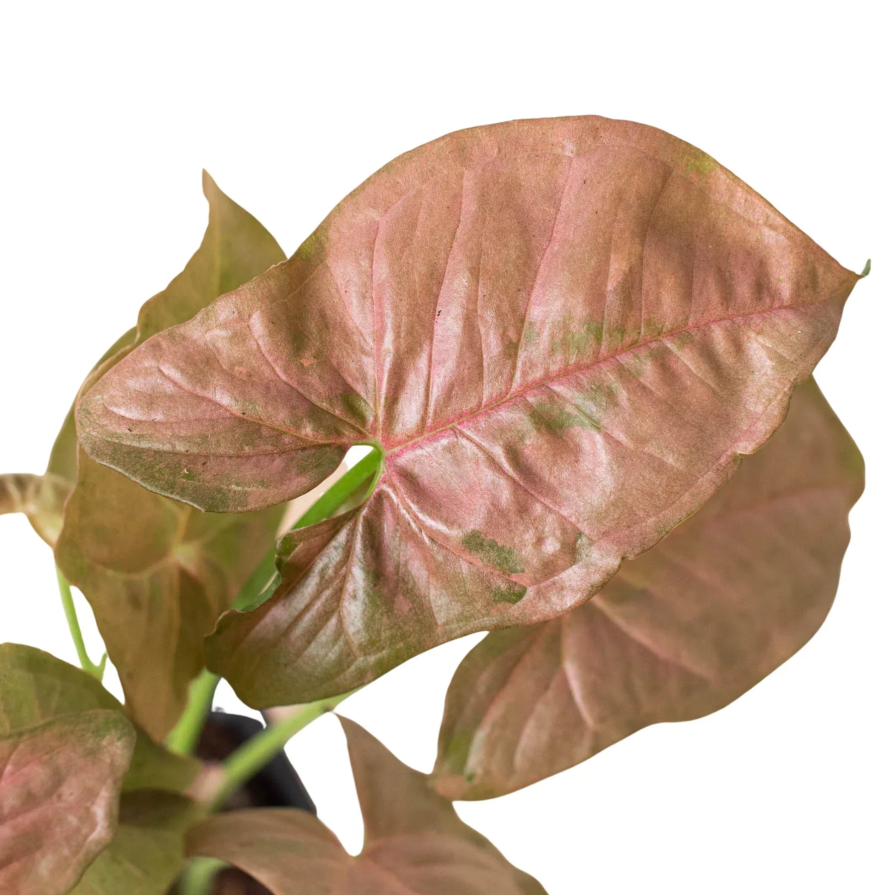 Syngonium Strawberry indoor plant pink-red leaves with green veins Rooted Treasures Farms on Tampa Home & Garden Store
