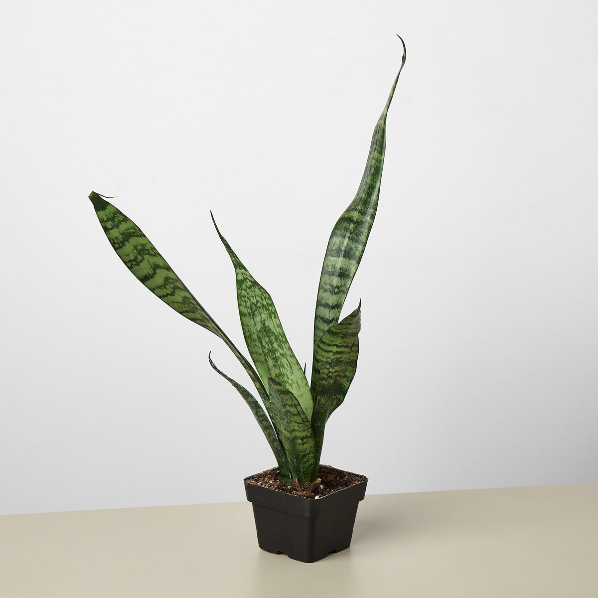 Snake Plant Zeylanica indoor plant with tall variegated green leaves in a black square pot on Tampa Home & Garden Store