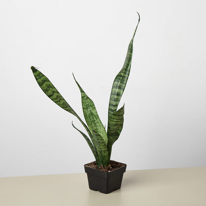 Snake Plant Zeylanica indoor plant with tall variegated green leaves in a black square pot on Tampa Home & Garden Store