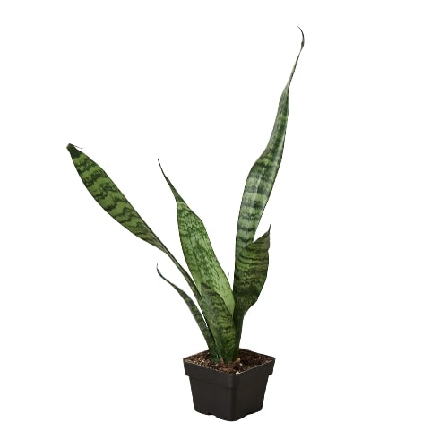 Snake Plant Zeylanica in black plastic pot with green variegated leaves Rooted Treasures Farms on Tampa Home & Garden Store