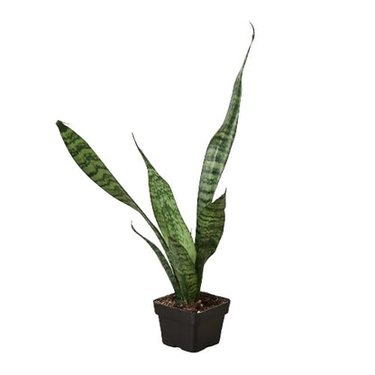 Snake Plant Zeylanica in black plastic pot with green variegated leaves Rooted Treasures Farms on Tampa Home & Garden Store