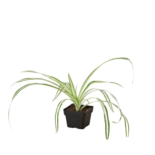 Reverse Spider Plant in black plastic pot, variegated green and white leaves, Rooted Treasures Farms on Tampa Home & Garden Store