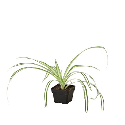 Reverse Spider Plant in black plastic pot, variegated green and white leaves, Rooted Treasures Farms on Tampa Home & Garden Store