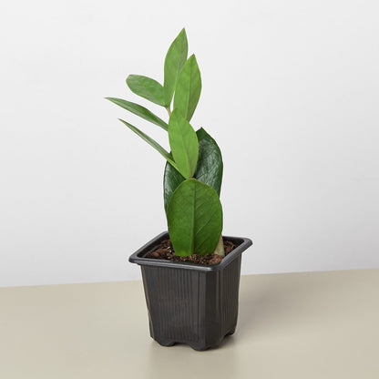 ZZ plant Zamioculcas Zamiifolia with green leaves in a black nursery pot House Plant Shop on Tampa Home & Garden Store