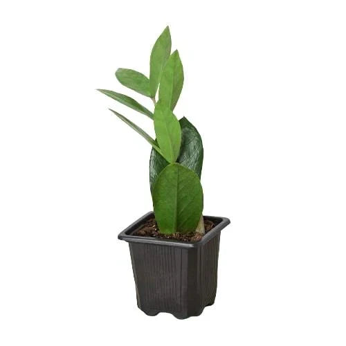 Zamioculcas Zamiifolia ZZ plant in a black plastic nursery pot Rooted Treasures Farms on Tampa Home & Garden Store