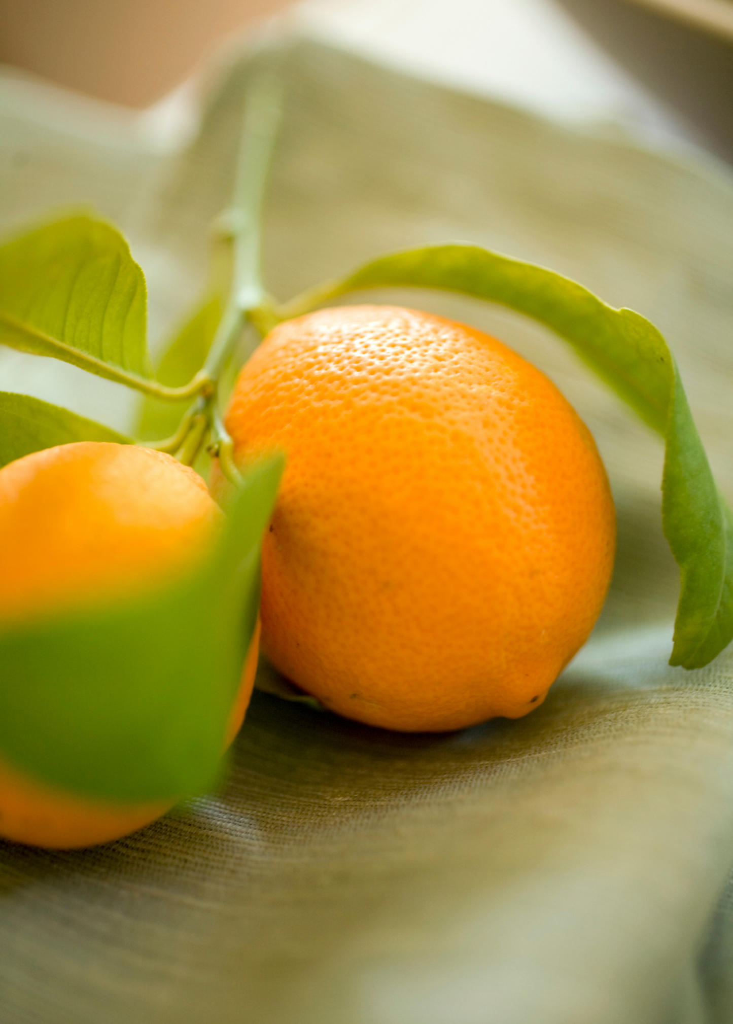 Meyer Lemon Tree (Citrus × meyeri)