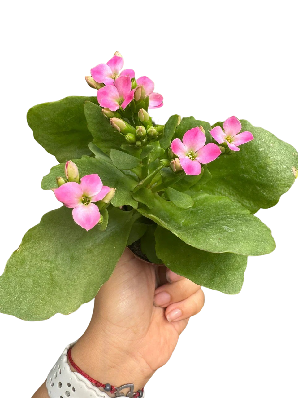 Kalanchoe Blossfeldiana 4-inch potted plant with pink flowers and thick green leaves on Tampa Home & Garden Store