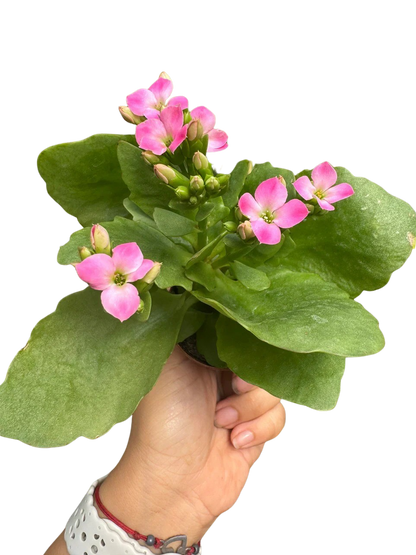 Kalanchoe Blossfeldiana 4-inch potted plant with pink flowers and thick green leaves on Tampa Home & Garden Store