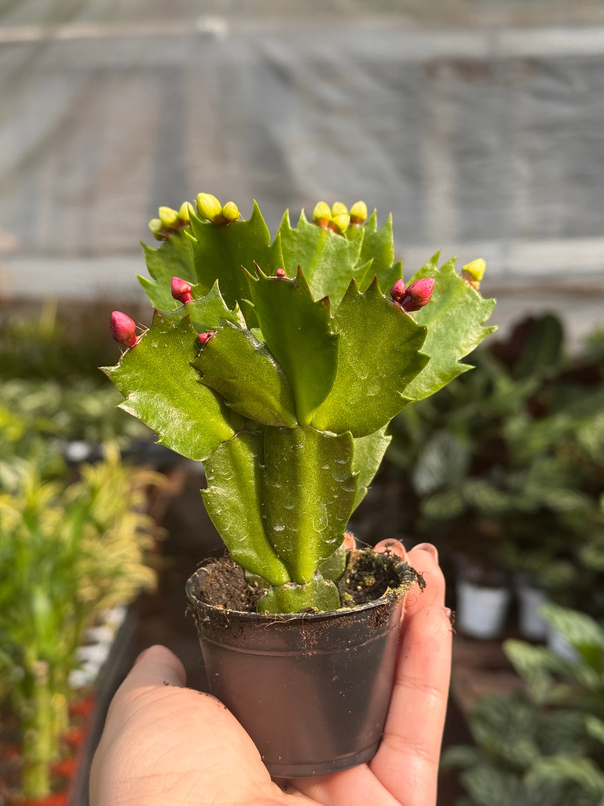 Zygocactus Christmas Cactus in pot with serrated green stems and yellow buds on Tampa Home & Garden Store