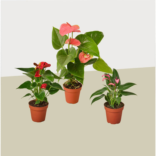 3 Anthurium variety plants in 4 inch pots with red and pink spathes and glossy green leaves on Tampa Home & Garden Store