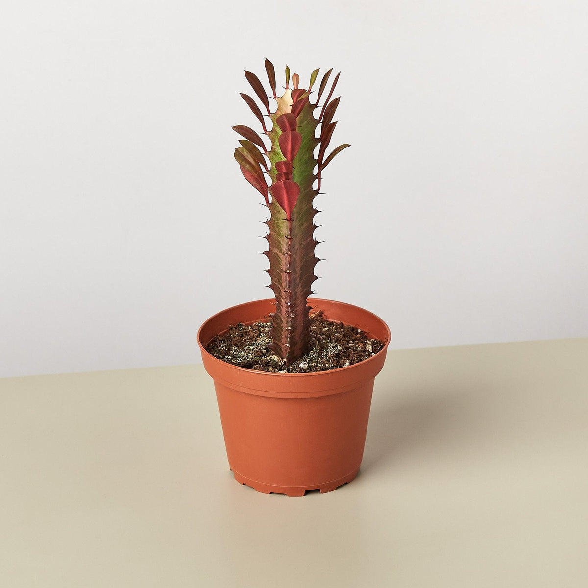 Succulent Euphorbia Trigona Rubra with red-tinted leaves on a tall stem in terracotta pot on Tampa Home & Garden Store