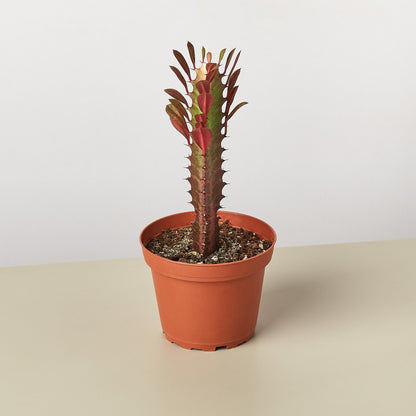 Succulent Euphorbia Trigona Rubra with red-tinted leaves on a tall stem in terracotta pot on Tampa Home & Garden Store