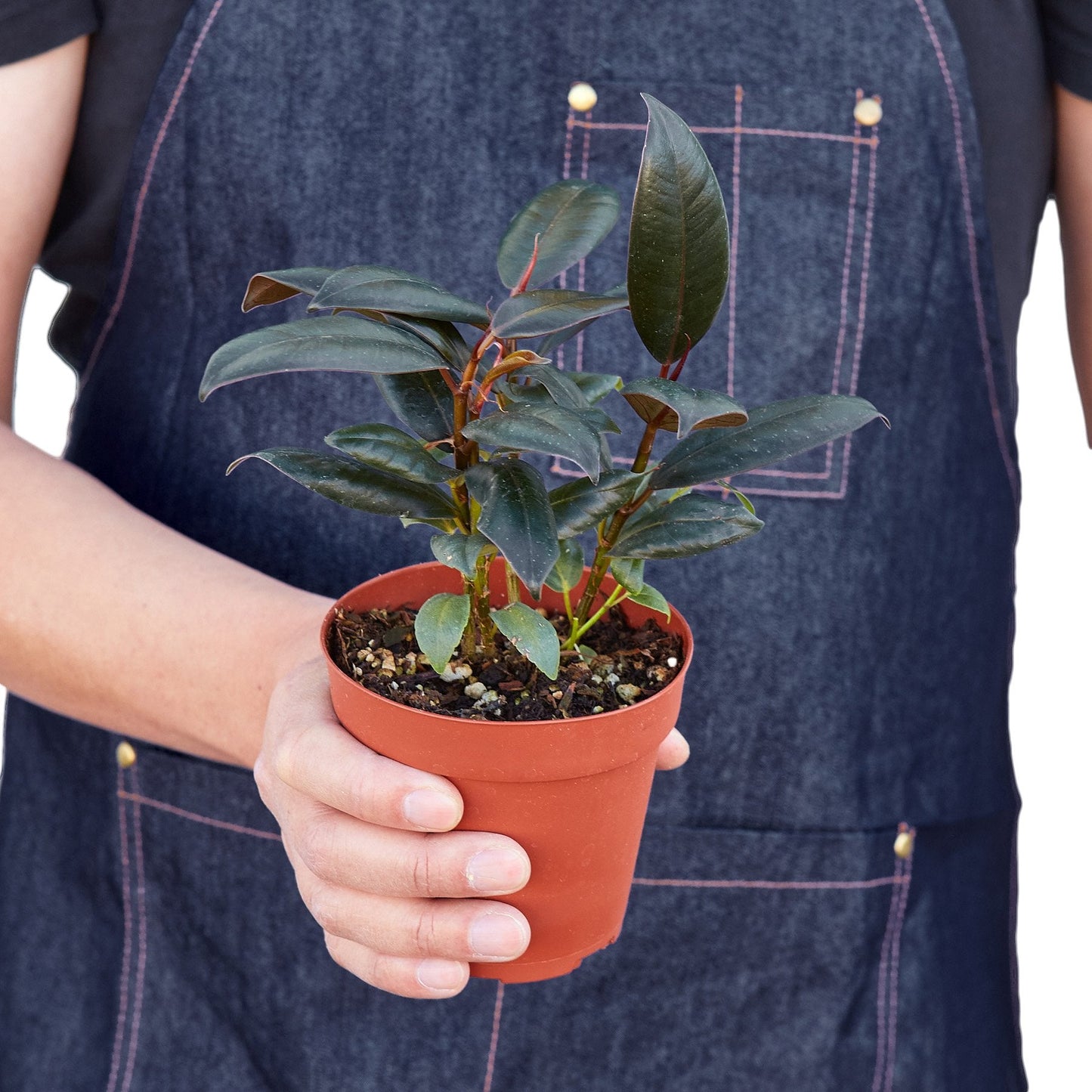 Ficus Elastica 'Burgundy' plant in pot with dark leaves and red stems Rooted Treasures Farms on Tampa Home & Garden Store