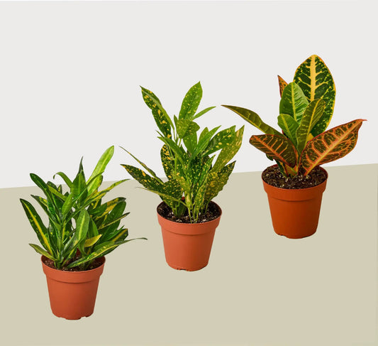 3 Croton variety pack in 4-inch pots with green-yellow-orange leaves House Plant Shop on Tampa Home & Garden Store
