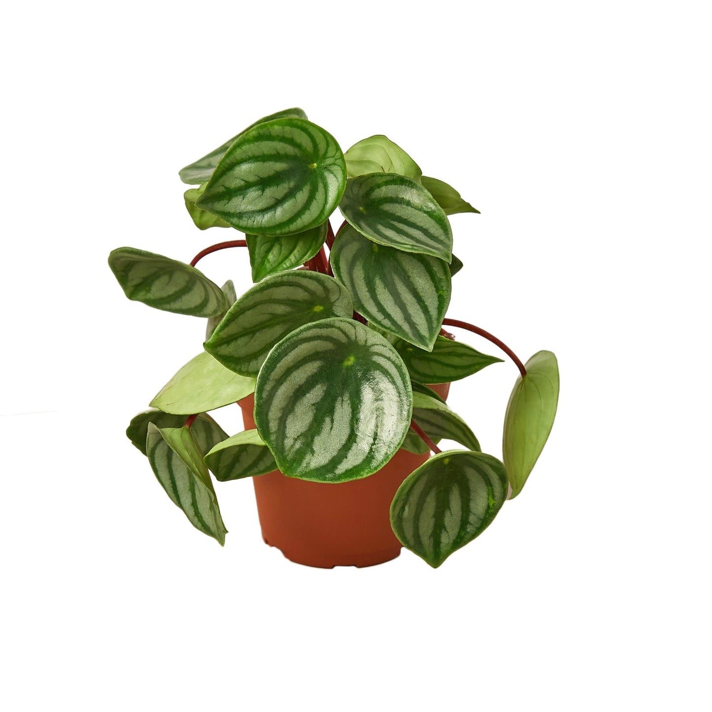 Peperomia Watermelon plant in a 4-inch terracotta nursery pot with striped green leaves on Tampa Home & Garden Store