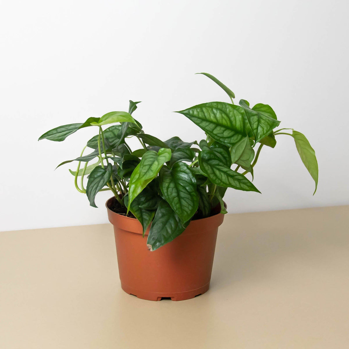 Monstera Siltepecana indoor plant in terracotta pot with glossy green leaves on Tampa Home & Garden Store