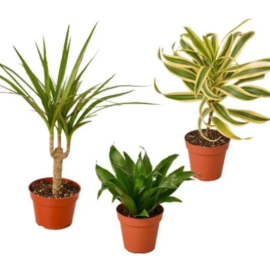 Dracaena 3-pack in 4-inch pots: marginata, variegated Song of India, and green dracaena on Tampa Home & Garden Store