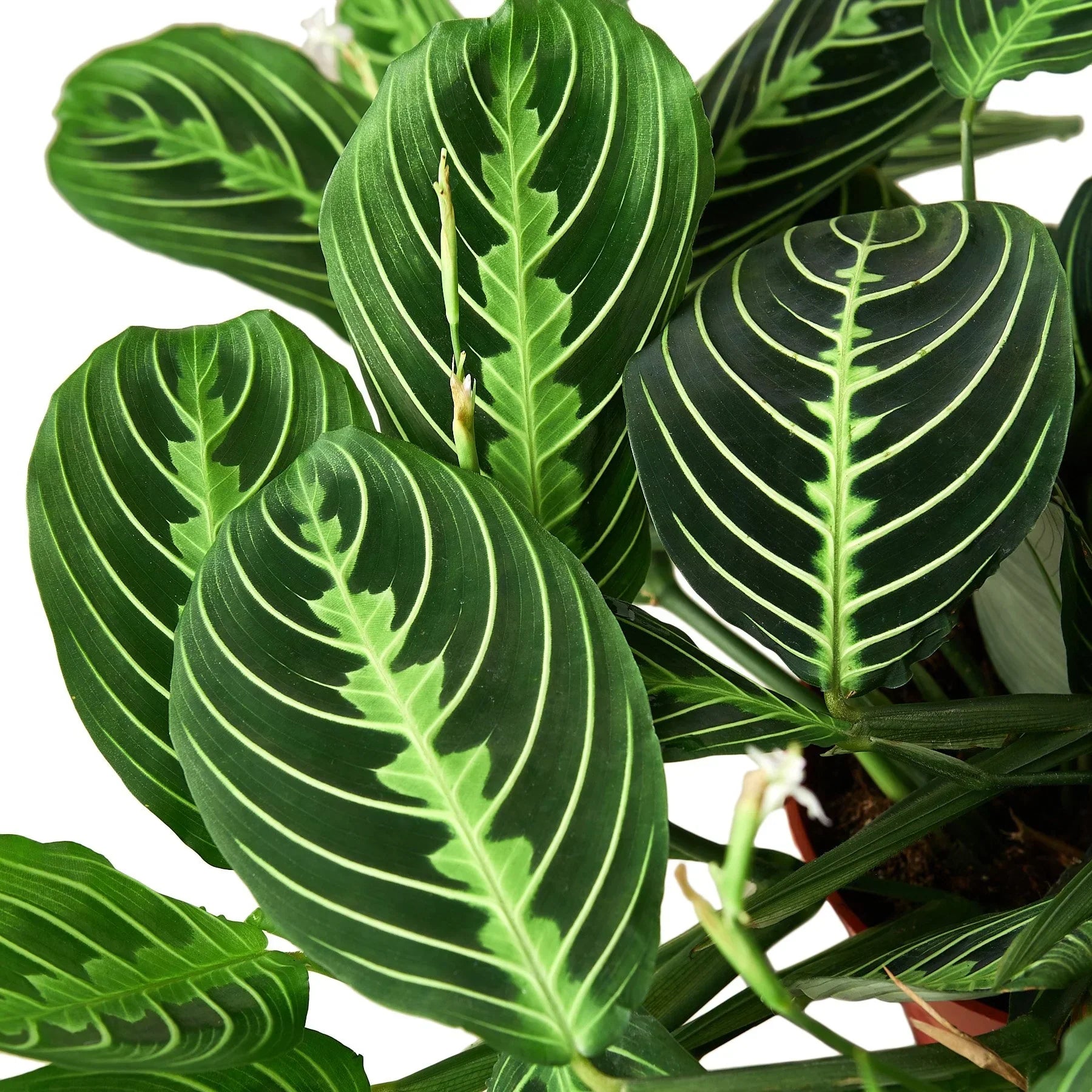 Maranta Lemon Lime plant leaves with lime-vein pattern Rooted Treasures Farms on Tampa Home & Garden Store