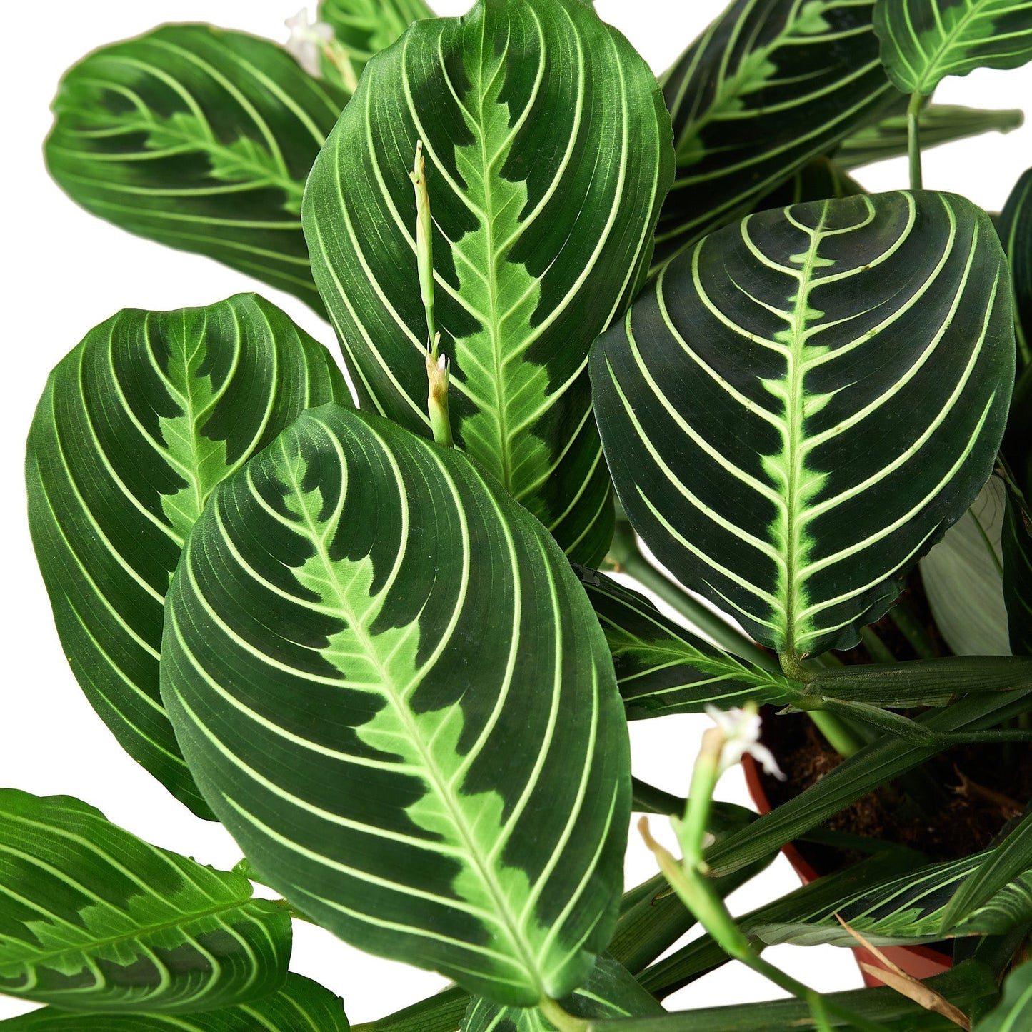 Maranta Lemon Lime plant in a 4-inch nursery pot with lime-veined leaves Rooted Treasures Farms on Tampa Home & Garden Store