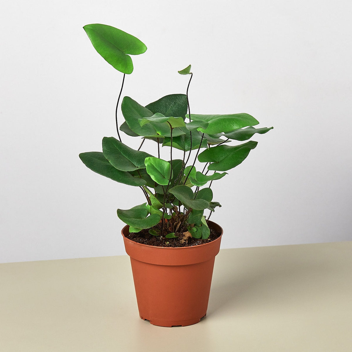 Fern Heart indoor plant by House Plant Shop with green heart-shaped leaves in a terracotta pot on Tampa Home & Garden Store