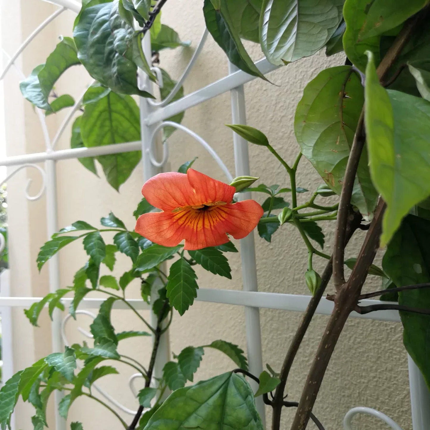Metal Trellis For Climbing Plants And Vines