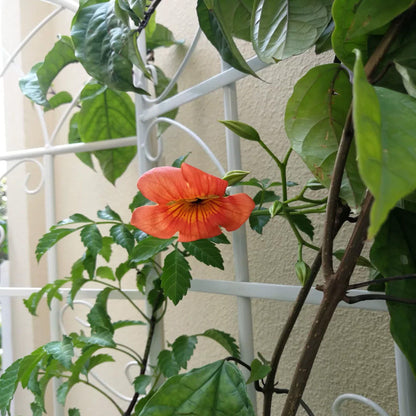 Metal Trellis For Climbing Plants And Vines