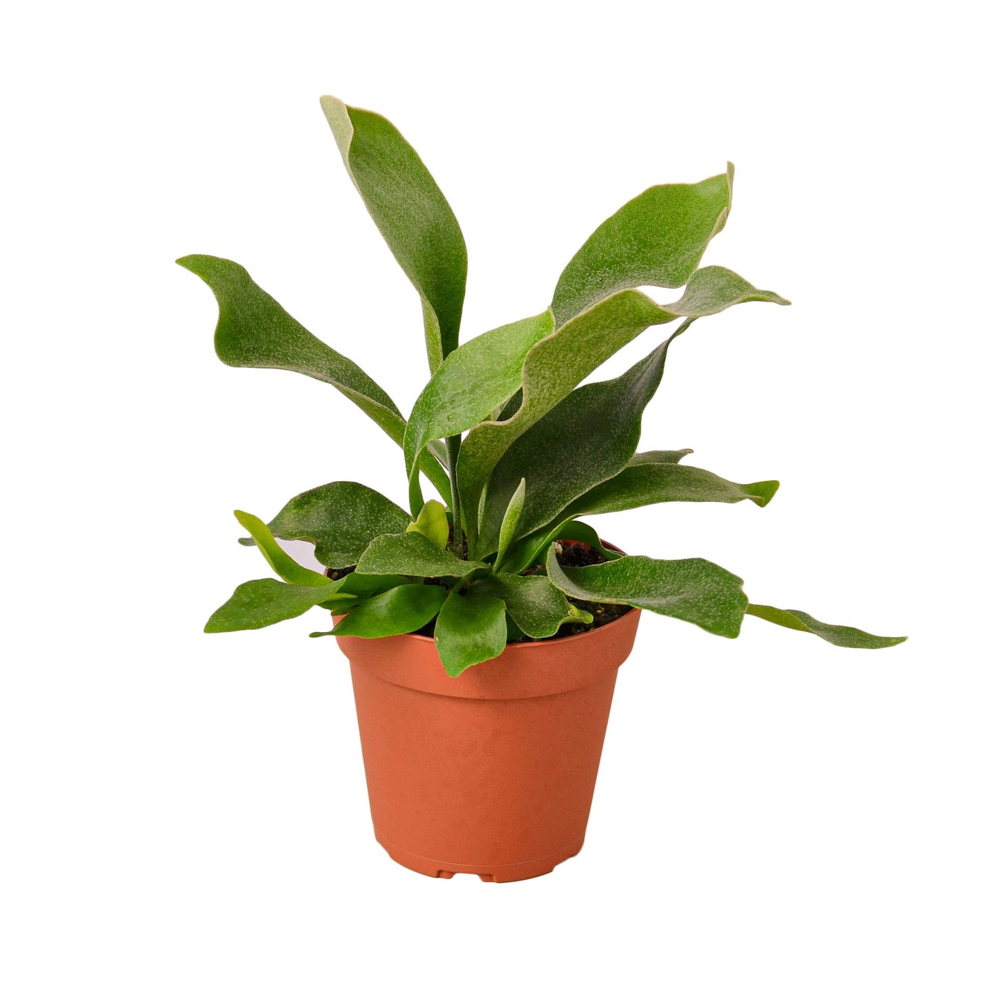Staghorn fern in terracotta 4-inch nursery pot with broad green fronds on Tampa Home & Garden Store