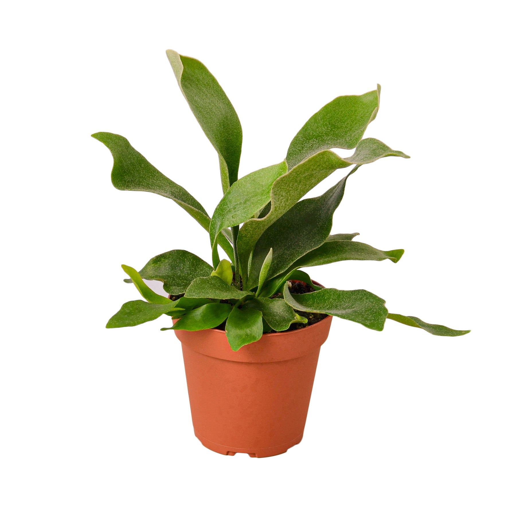 Staghorn fern in terracotta 4-inch nursery pot with broad green fronds on Tampa Home & Garden Store